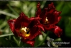 Filename=256_fotowilga~5.JPG
Filesize=297KB
Dimensions=720x496
Date added=Nov 18, 2011 256_fotowilga~5.JPG