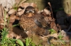 Filename=261_fotowilga.JPG
Filesize=128KB
Dimensions=720x480
Date added=May 03, 2012 261_fotowilga.JPG