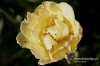 Filename=263_fotowilga~2.JPG
Filesize=91KB
Dimensions=720x480
Date added=Mar 02, 2011 263_fotowilga~2.JPG