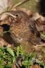 Filename=266_fotowilga~0.JPG
Filesize=91KB
Dimensions=360x540
Date added=May 04, 2012 266_fotowilga~0.JPG
