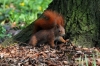 Filename=273_fotowilga~0.JPG
Filesize=151KB
Dimensions=720x480
Date added=Apr 24, 2012 273_fotowilga~0.JPG