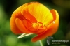 278-crop_[wilga]~2.JPG