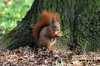 Filename=279_fotowilga~0.JPG
Filesize=164KB
Dimensions=720x480
Date added=Apr 24, 2012 279_fotowilga~0.JPG