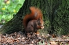 Filename=280_fotowilga~0.JPG
Filesize=163KB
Dimensions=720x480
Date added=Apr 25, 2012 280_fotowilga~0.JPG