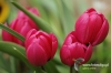 Filename=280_fotowilga~1.JPG
Filesize=102KB
Dimensions=720x480
Date added=Apr 24, 2011 280_fotowilga~1.JPG