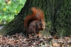 Filename=281_fotowilga~0.JPG
Filesize=151KB
Dimensions=720x480
Date added=Apr 24, 2012 281_fotowilga~0.JPG