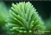 283_fotowilga~4.JPG