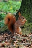 Filename=284_fotowilga~0.JPG
Filesize=104KB
Dimensions=360x540
Date added=Apr 25, 2012 284_fotowilga~0.JPG