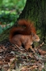 Filename=289_fotowilga~0.JPG
Filesize=94KB
Dimensions=360x540
Date added=Apr 24, 2012 289_fotowilga~0.JPG