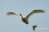 Filename=297_fotowilga~0.JPG
Filesize=57KB
Dimensions=720x480
Date added=Jul 25, 2012 297_fotowilga~0.JPG