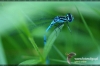 297_fotowilga~9.JPG