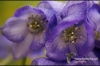 Filename=301_fotowilga~2.JPG
Filesize=316KB
Dimensions=720x480
Date added=Nov 10, 2011 301_fotowilga~2.JPG