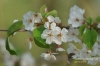 Filename=302_fotowilga~0.JPG
Filesize=85KB
Dimensions=720x480
Date added=Jul 25, 2012 302_fotowilga~0.JPG