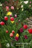Filename=303_fotowilga.JPG
Filesize=134KB
Dimensions=360x540
Date added=Mar 26, 2012 303_fotowilga.JPG