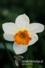 309_fotowilga~1.JPG