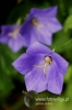 Filename=309_fotowilga~4.JPG
Filesize=75KB
Dimensions=360x540
Date added=Aug 31, 2011 309_fotowilga~4.JPG