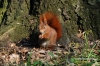 Filename=312_fotowilga~0.JPG
Filesize=182KB
Dimensions=720x480
Date added=Apr 25, 2012 312_fotowilga~0.JPG
