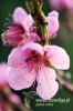 Filename=312_fotowilga~1.JPG
Filesize=85KB
Dimensions=360x540
Date added=May 25, 2012 312_fotowilga~1.JPG