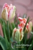 318_fotowilga~0.JPG