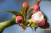 Filename=326_fotowilga~0.JPG
Filesize=96KB
Dimensions=720x480
Date added=May 30, 2012 326_fotowilga~0.JPG