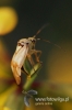 Filename=328_fotowilga~2.JPG
Filesize=73KB
Dimensions=360x540
Date added=Jul 30, 2011 328_fotowilga~2.JPG