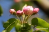 Filename=333_fotowilga.JPG
Filesize=111KB
Dimensions=720x480
Date added=May 30, 2012 333_fotowilga.JPG