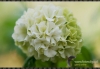 Filename=333_fotowilga~8.JPG
Filesize=109KB
Dimensions=720x501
Date added=Feb 08, 2012 333_fotowilga~8.JPG