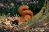Filename=334_fotowilga~0.JPG
Filesize=149KB
Dimensions=720x480
Date added=Apr 28, 2012 334_fotowilga~0.JPG