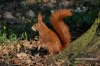 Filename=335_fotowilga~0.JPG
Filesize=133KB
Dimensions=720x480
Date added=Apr 24, 2012 335_fotowilga~0.JPG