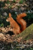 Filename=336_fotowilga~0.JPG
Filesize=93KB
Dimensions=360x540
Date added=Apr 28, 2012 336_fotowilga~0.JPG