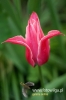 337_fotowilga.JPG