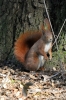 Filename=339_fotowilga~0.JPG
Filesize=104KB
Dimensions=360x540
Date added=Apr 28, 2012 339_fotowilga~0.JPG
