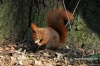 Filename=341_fotowilga~0.JPG
Filesize=161KB
Dimensions=720x480
Date added=Apr 24, 2012 341_fotowilga~0.JPG