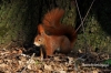 Filename=343_fotowilga.JPG
Filesize=148KB
Dimensions=720x480
Date added=Apr 30, 2012 343_fotowilga.JPG