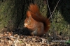 Filename=345_fotowilga~0.JPG
Filesize=161KB
Dimensions=720x480
Date added=Apr 30, 2012 345_fotowilga~0.JPG