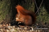Filename=347_fotowilga~0.JPG
Filesize=161KB
Dimensions=720x480
Date added=Apr 30, 2012 347_fotowilga~0.JPG