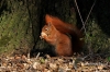 Filename=351_fotowilga~0.JPG
Filesize=162KB
Dimensions=720x480
Date added=Apr 30, 2012 351_fotowilga~0.JPG