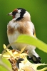 353_fotowilga~3.JPG