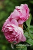 355_fotowilga~4.JPG