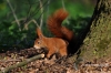 Filename=362_fotowilga.JPG
Filesize=128KB
Dimensions=720x480
Date added=Apr 30, 2012 362_fotowilga.JPG