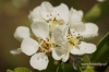 Filename=362_fotowilga~0.JPG
Filesize=98KB
Dimensions=720x480
Date added=Jun 01, 2012 362_fotowilga~0.JPG