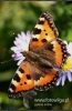 Filename=362_fotowilga~4.JPG
Filesize=102KB
Dimensions=352x540
Date added=Oct 13, 2011 362_fotowilga~4.JPG