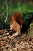 Filename=364_fotowilga~0.JPG
Filesize=82KB
Dimensions=360x540
Date added=Apr 30, 2012 364_fotowilga~0.JPG