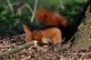 Filename=367_fotowilga~0.JPG
Filesize=125KB
Dimensions=720x480
Date added=Apr 30, 2012 367_fotowilga~0.JPG