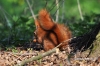 Filename=370_fotowilga~0.JPG
Filesize=130KB
Dimensions=720x480
Date added=May 01, 2012 370_fotowilga~0.JPG