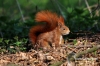 Filename=373_fotowilga~0.JPG
Filesize=133KB
Dimensions=720x480
Date added=May 01, 2012 373_fotowilga~0.JPG
