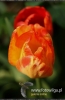 379_fotowilga~5.JPG