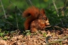 Filename=380_fotowilga~0.JPG
Filesize=125KB
Dimensions=720x480
Date added=Apr 24, 2012 380_fotowilga~0.JPG