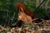 Filename=387_fotowilga~0.JPG
Filesize=119KB
Dimensions=720x480
Date added=Apr 24, 2012 387_fotowilga~0.JPG