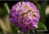 Filename=388_fotowilga~4.JPG
Filesize=109KB
Dimensions=720x497
Date added=Nov 20, 2011 388_fotowilga~4.JPG